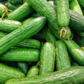 English Cucumber
